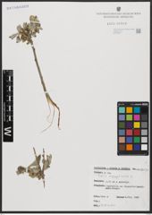 Foto von Salix aegyptiaca L.